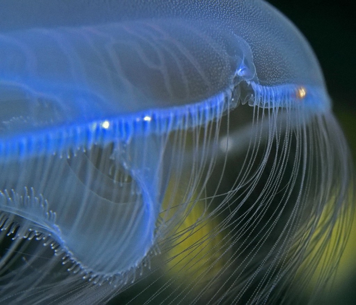 medusa (176).jpg