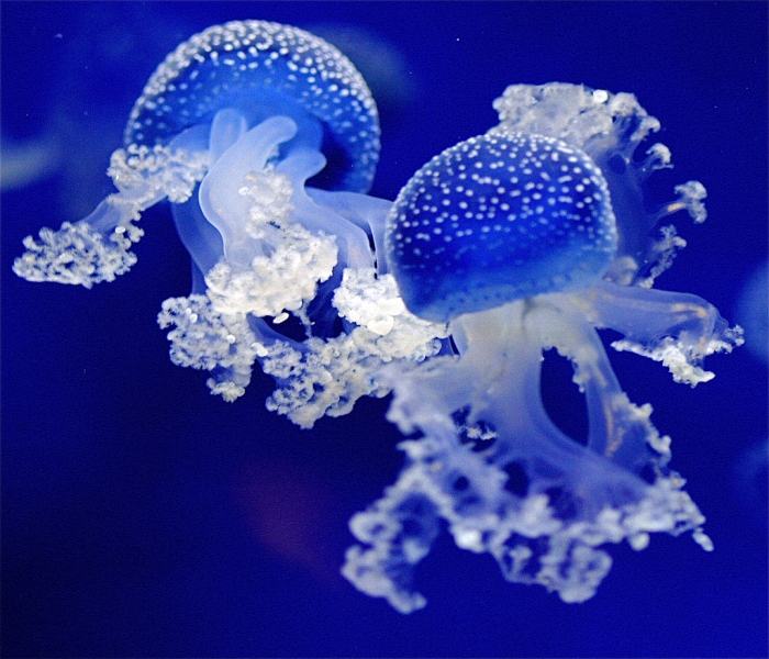 medusa (30).jpg